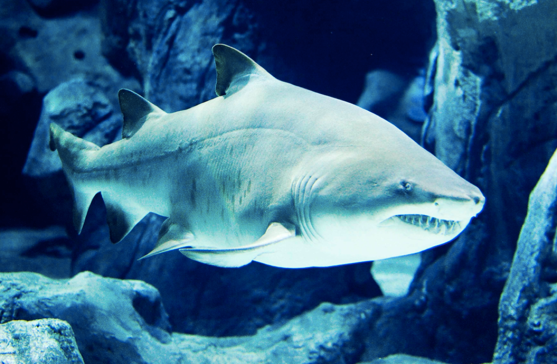 ACUARIO