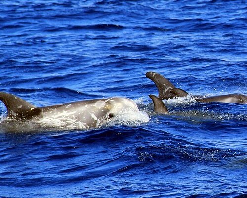 Avistamiento de delfines en Fuerteventura